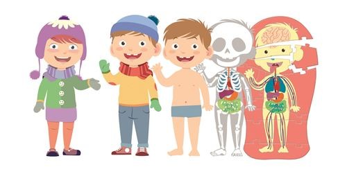 EDUCATION CLEMENTONI - EL CUERPO HUMANO